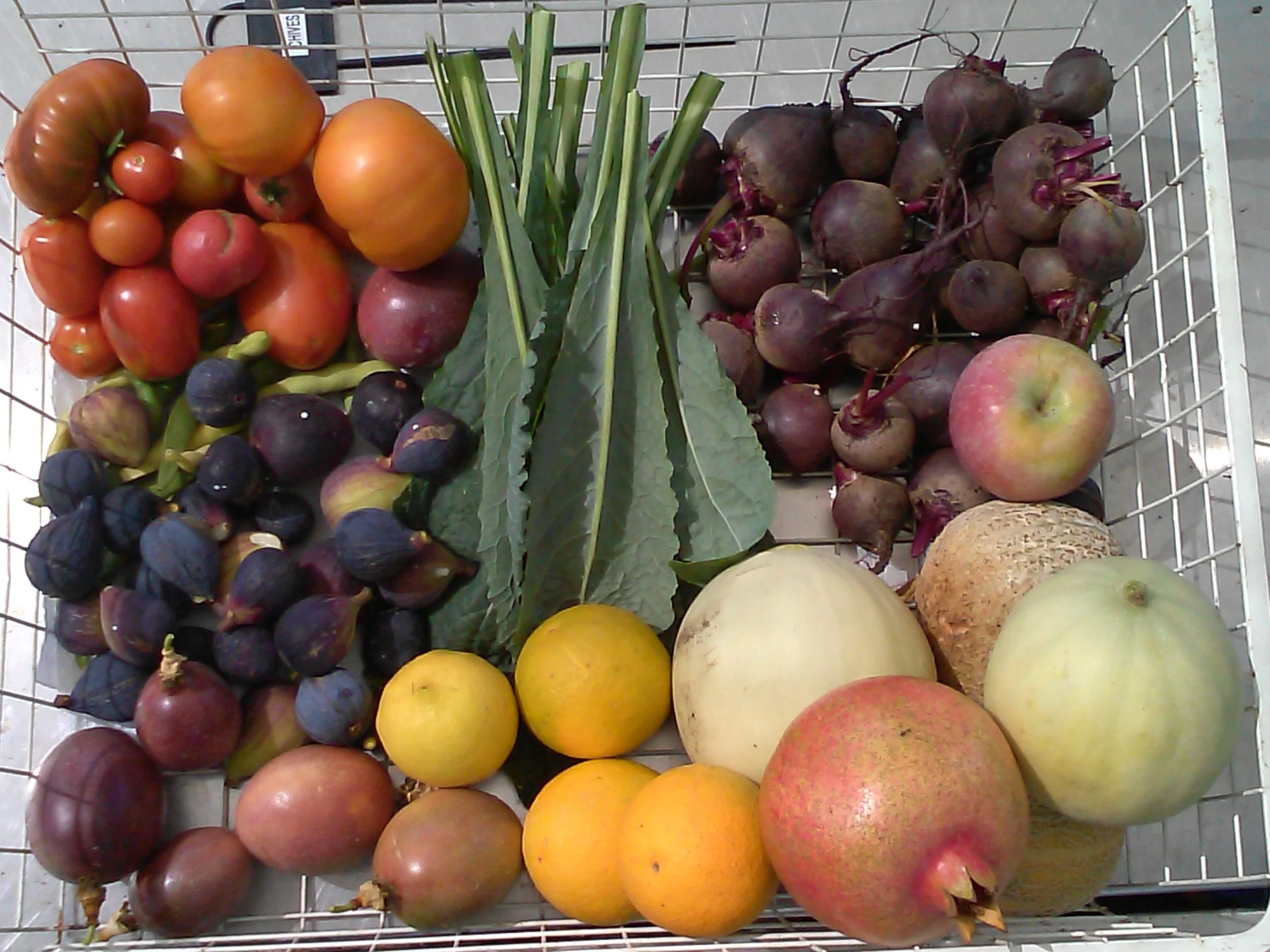 Harvest 2.jpg