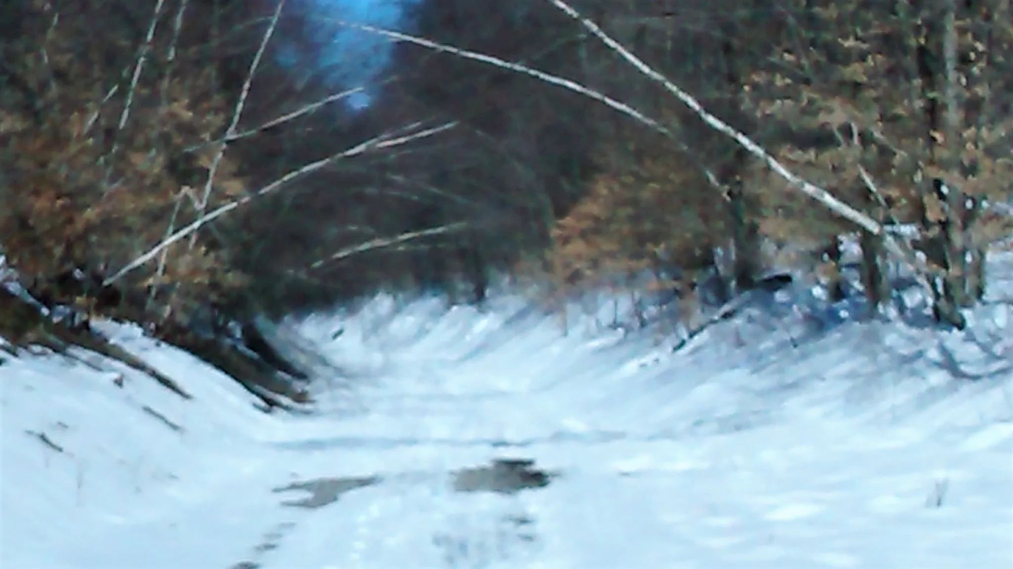 birch arches.jpg