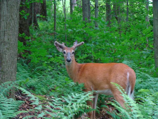 white tail deer.jpg