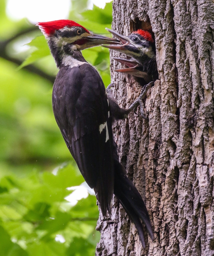 red-mohawk.jpg