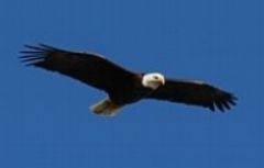 bald eagle.jpg