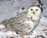 snowy owl.jpg