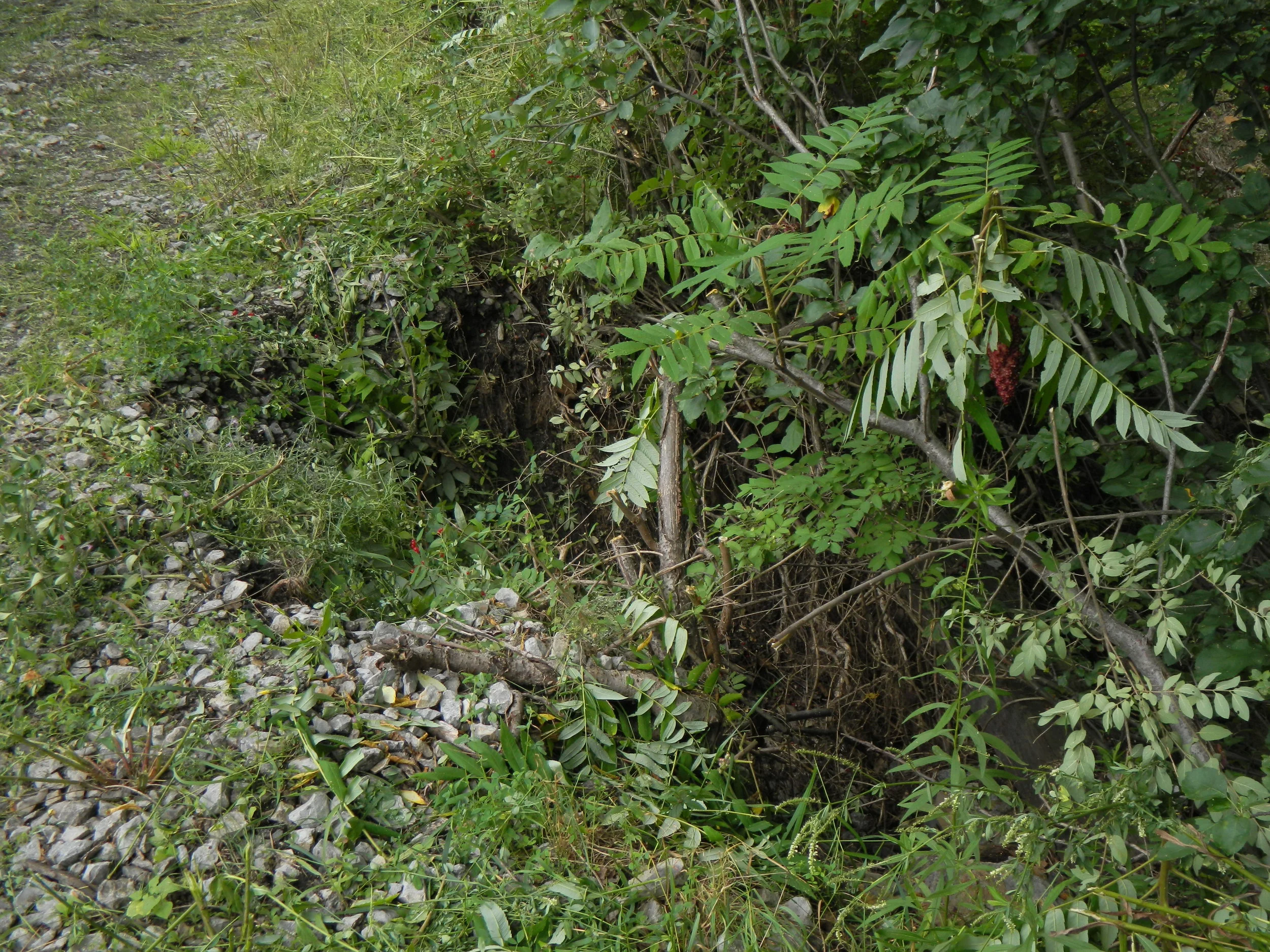 DSCN6080.JPG