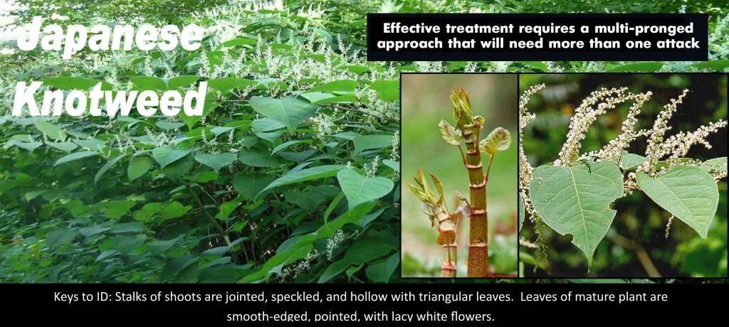japanese knotweed.jpg