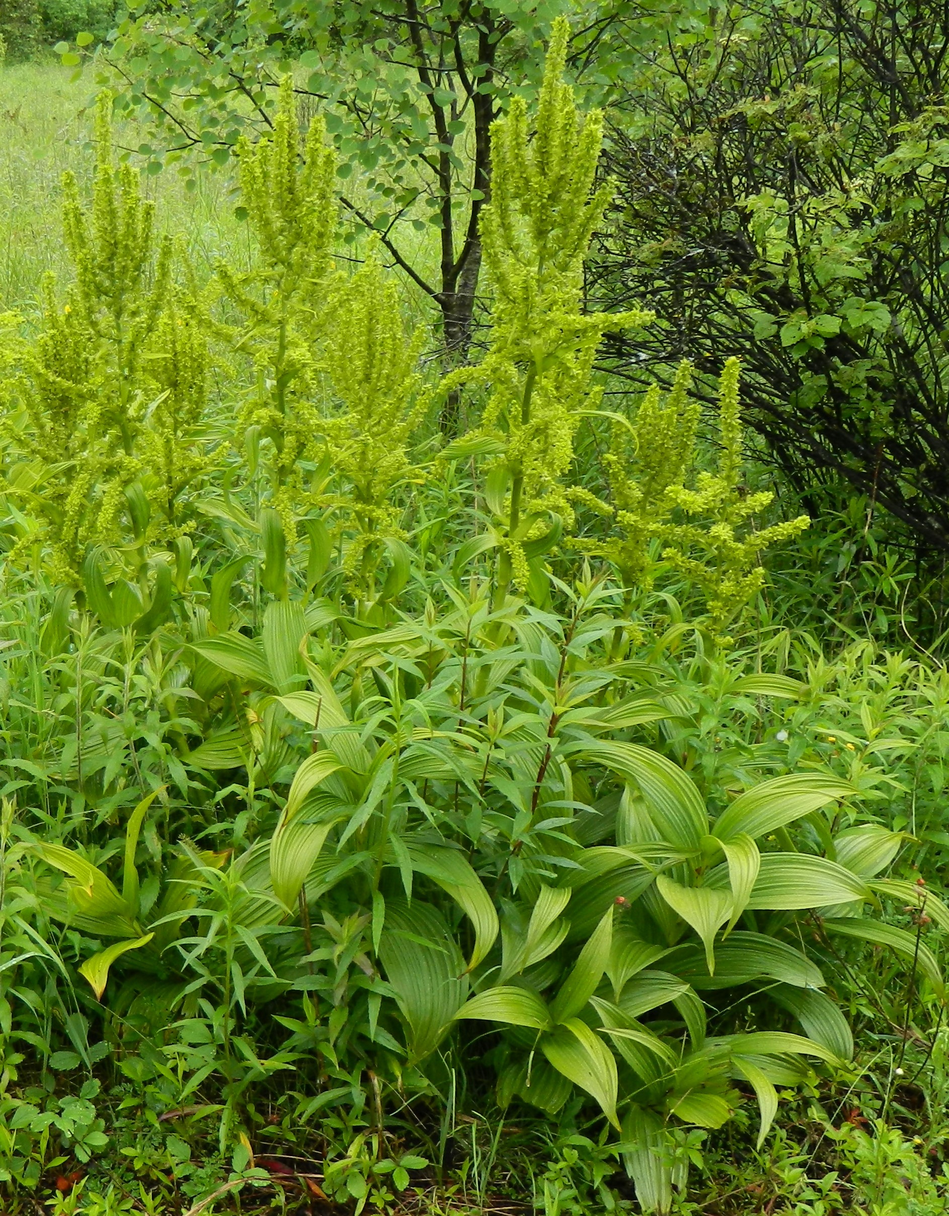 big leaf plant 2 (2).JPG