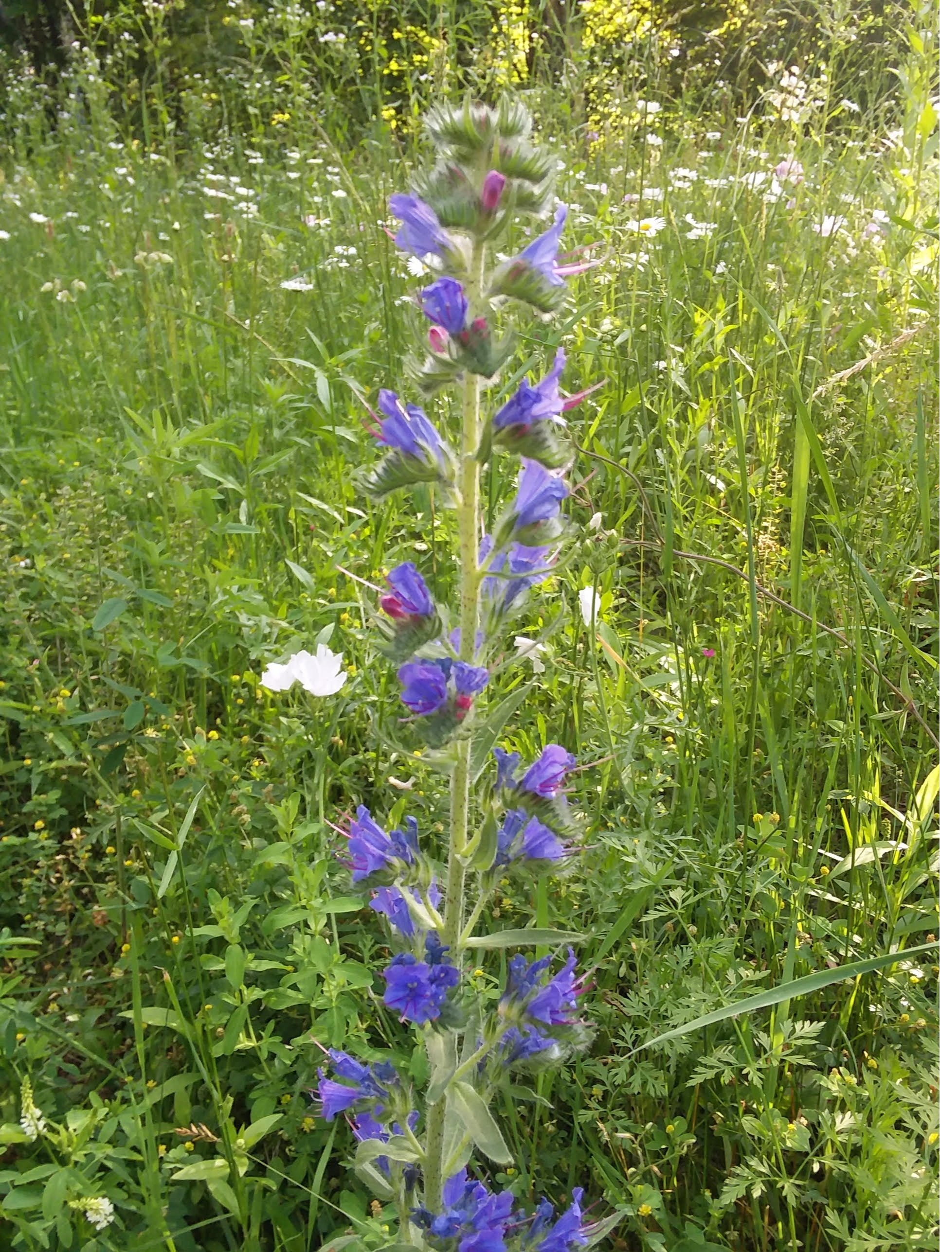 blue flower spike.jpg