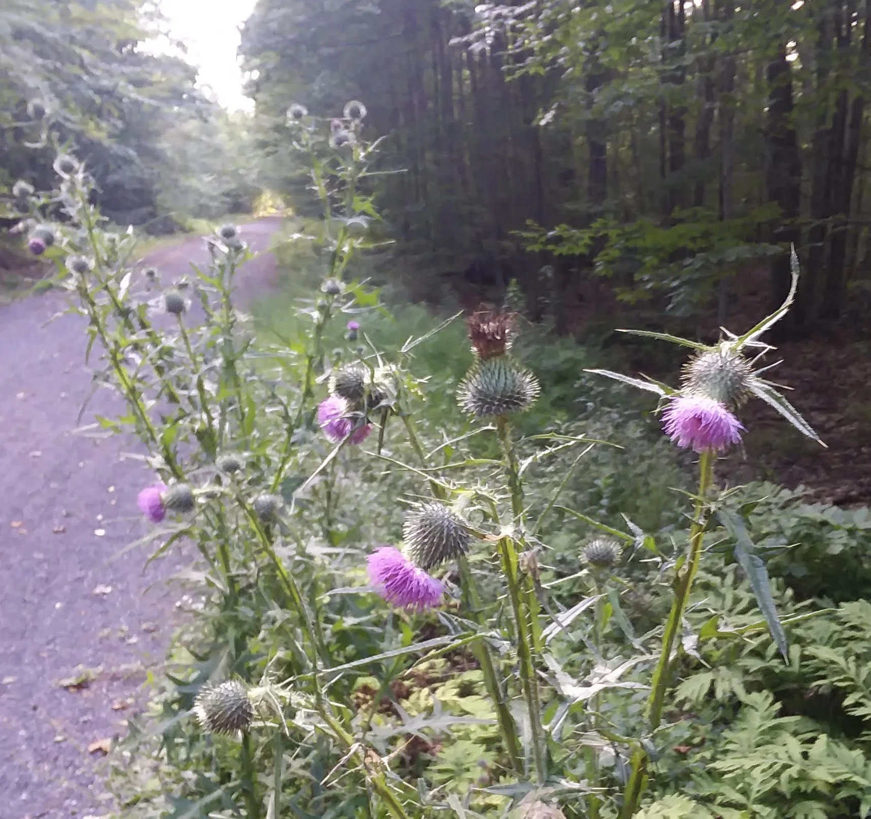 thistle on trail (2).jpg