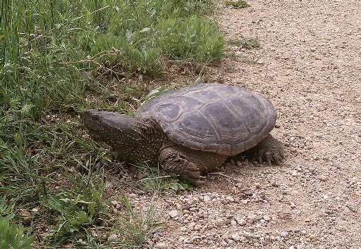 snapping turtle.jpg