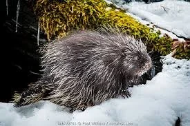porcupine 2.jpg