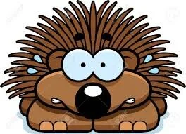 porcupine.jpg