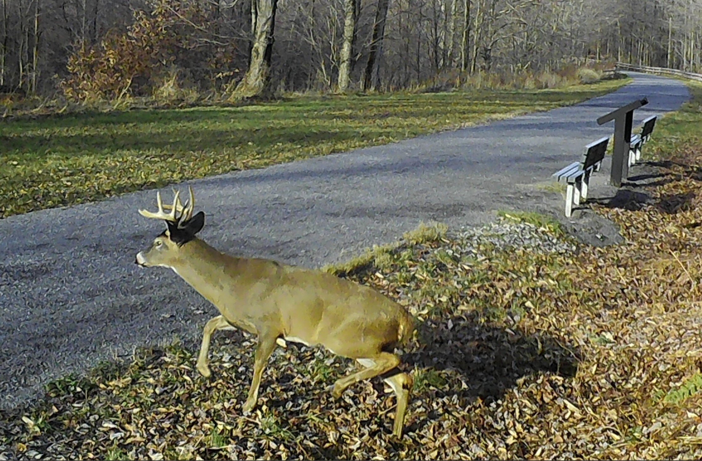 big buck on trail 11-14-20 (2).JPG