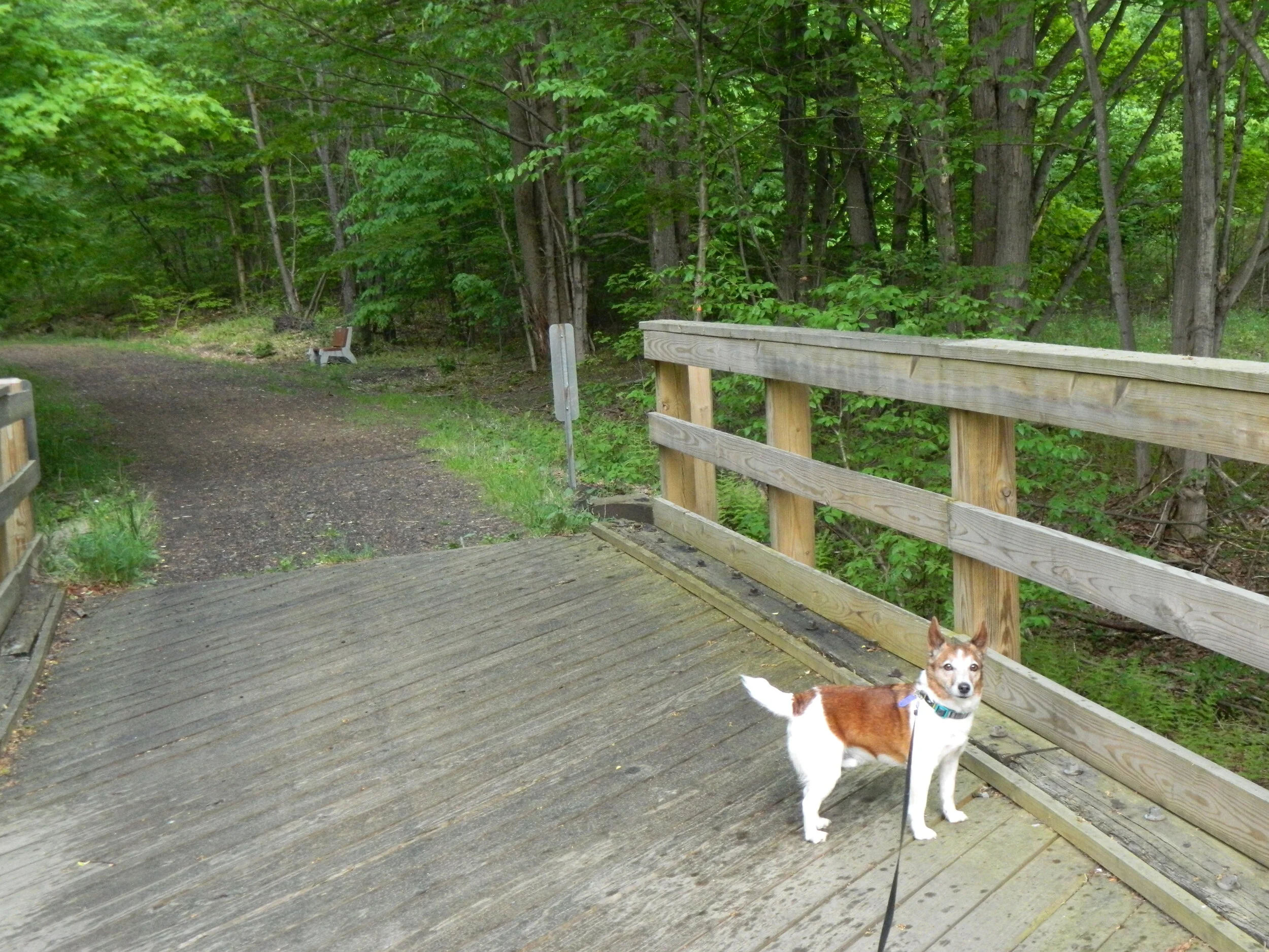 Skipper on trestle.JPG