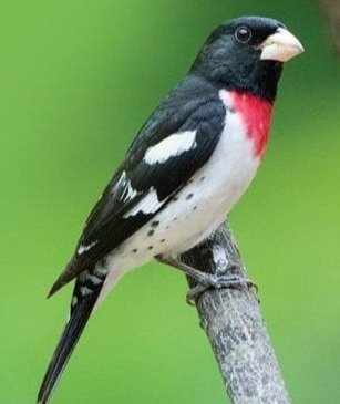 grosbeak-rose-breasted.jpg