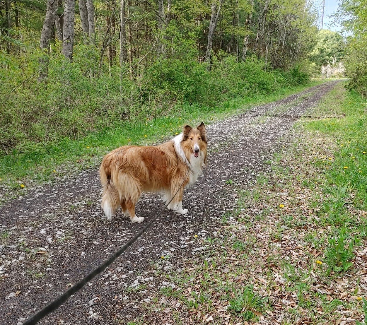 collie on the rail trail (3).jpg