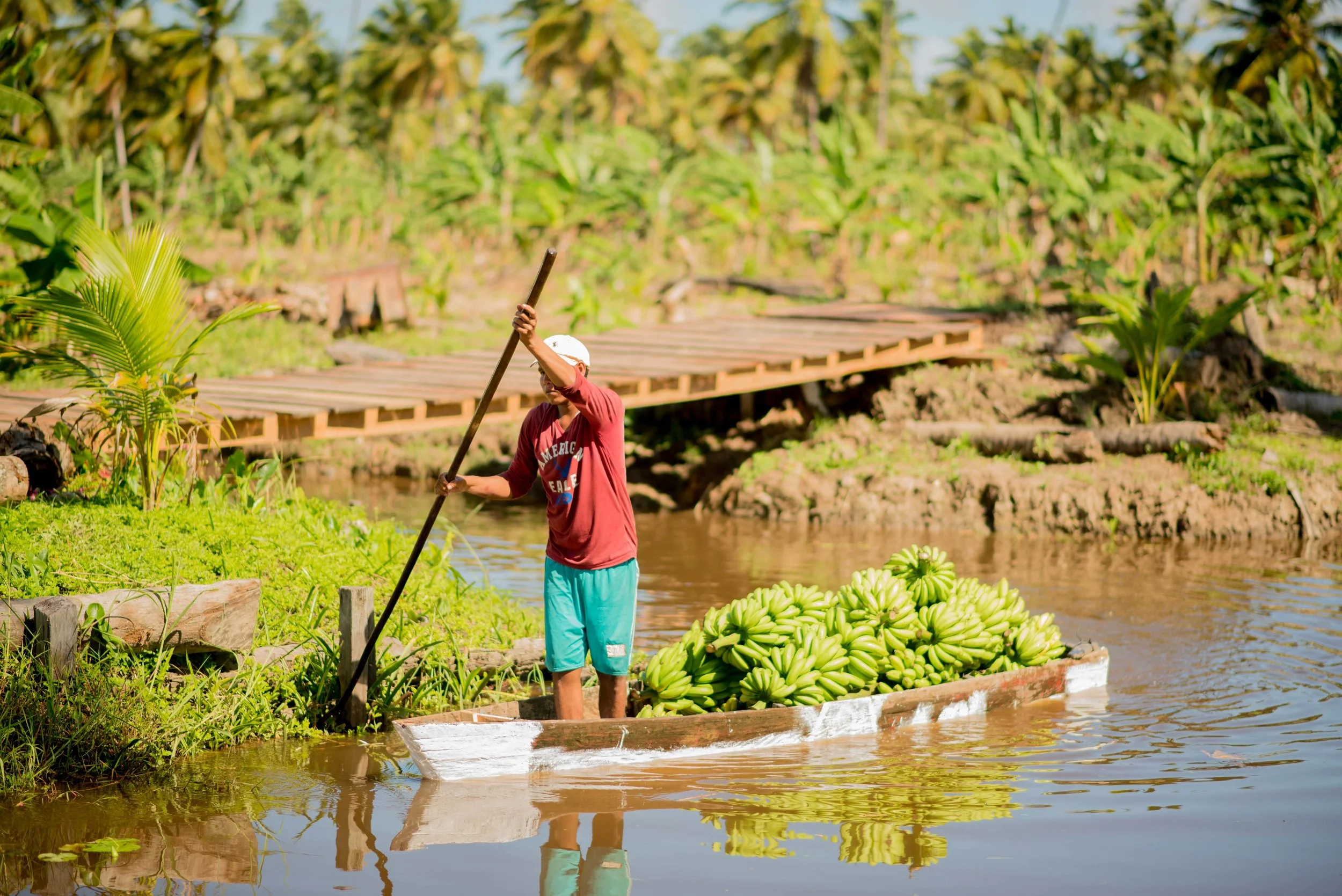 Pomeroon Tradinf Collecting Bananas.jpg