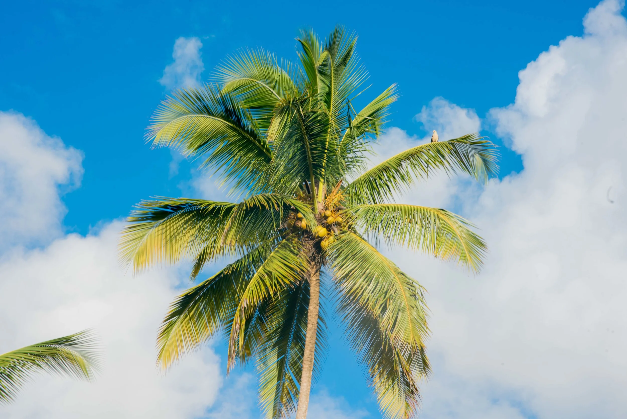 Pomeroon Coconuts Palm Tree.jpg
