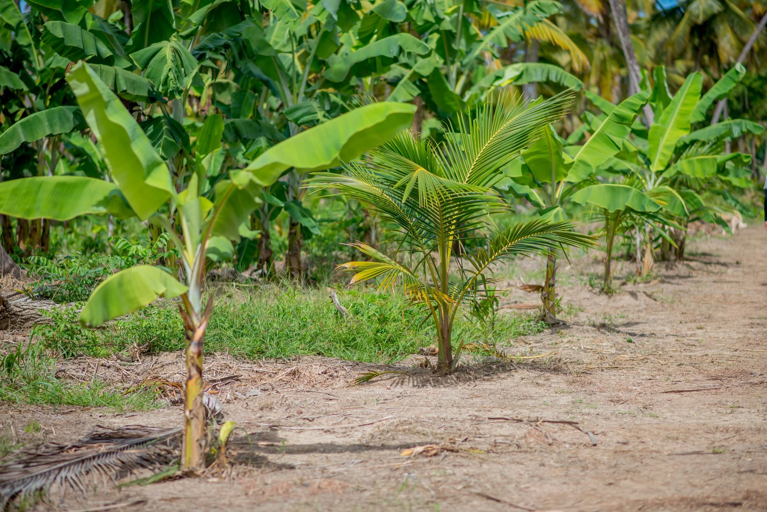 Coconuts and Bananas Pomeroon Trading.jpg