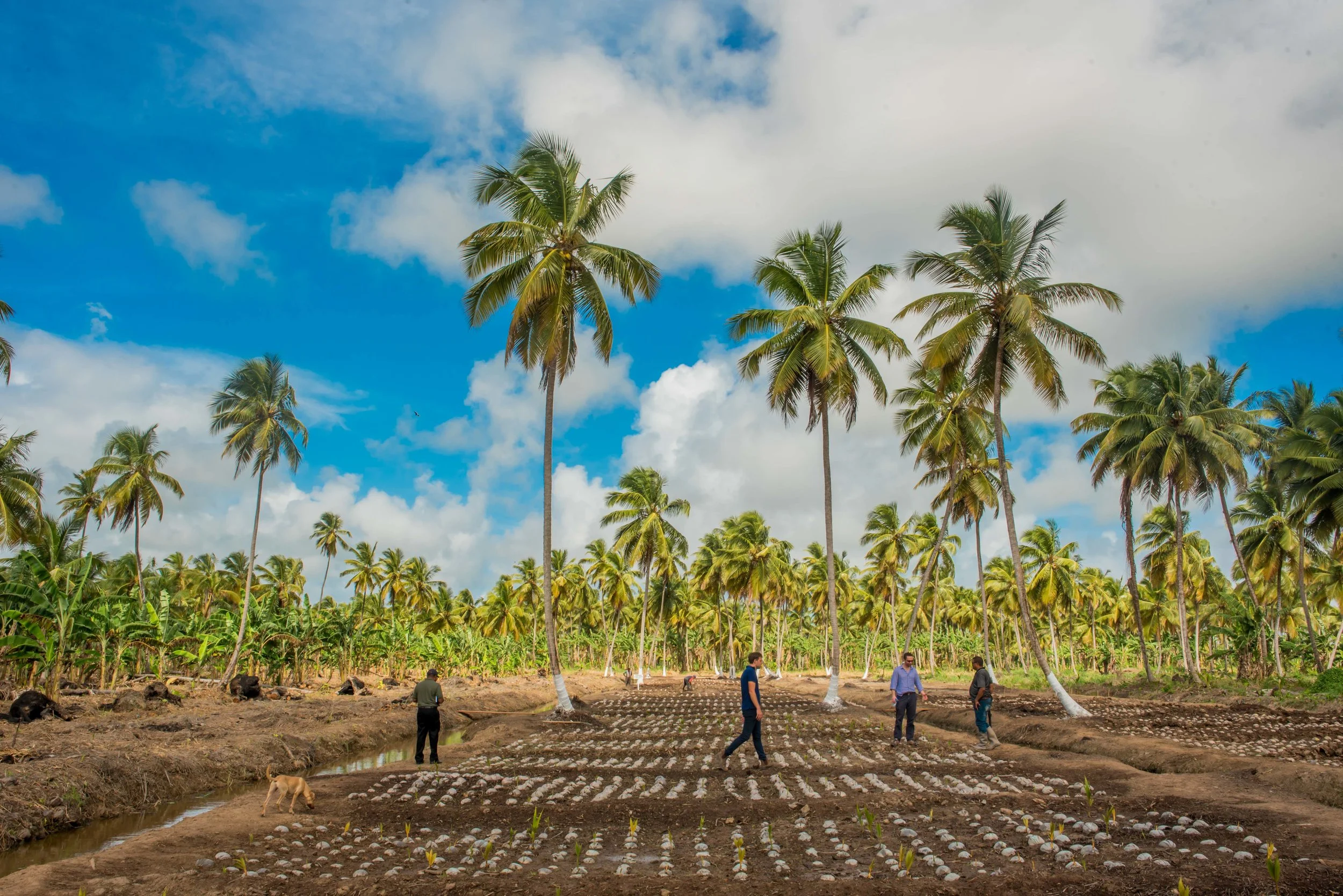 Coconut Nursery 3.jpg