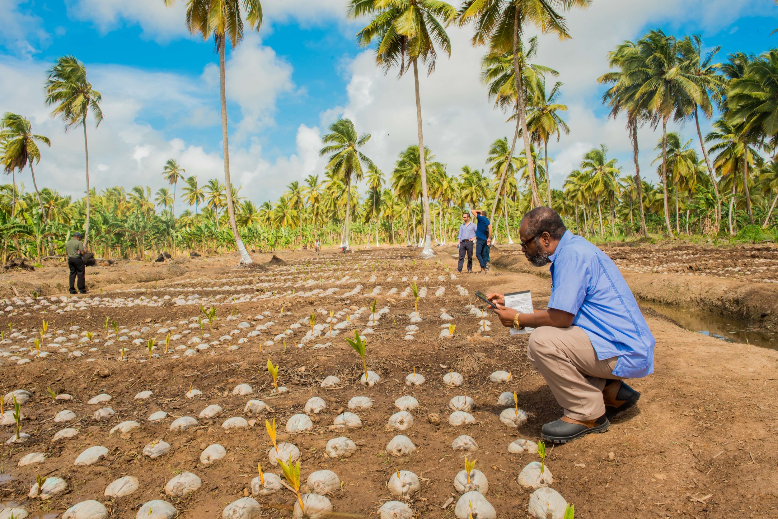 Pomeroon Coconuts Nursery Seedlings.jpg