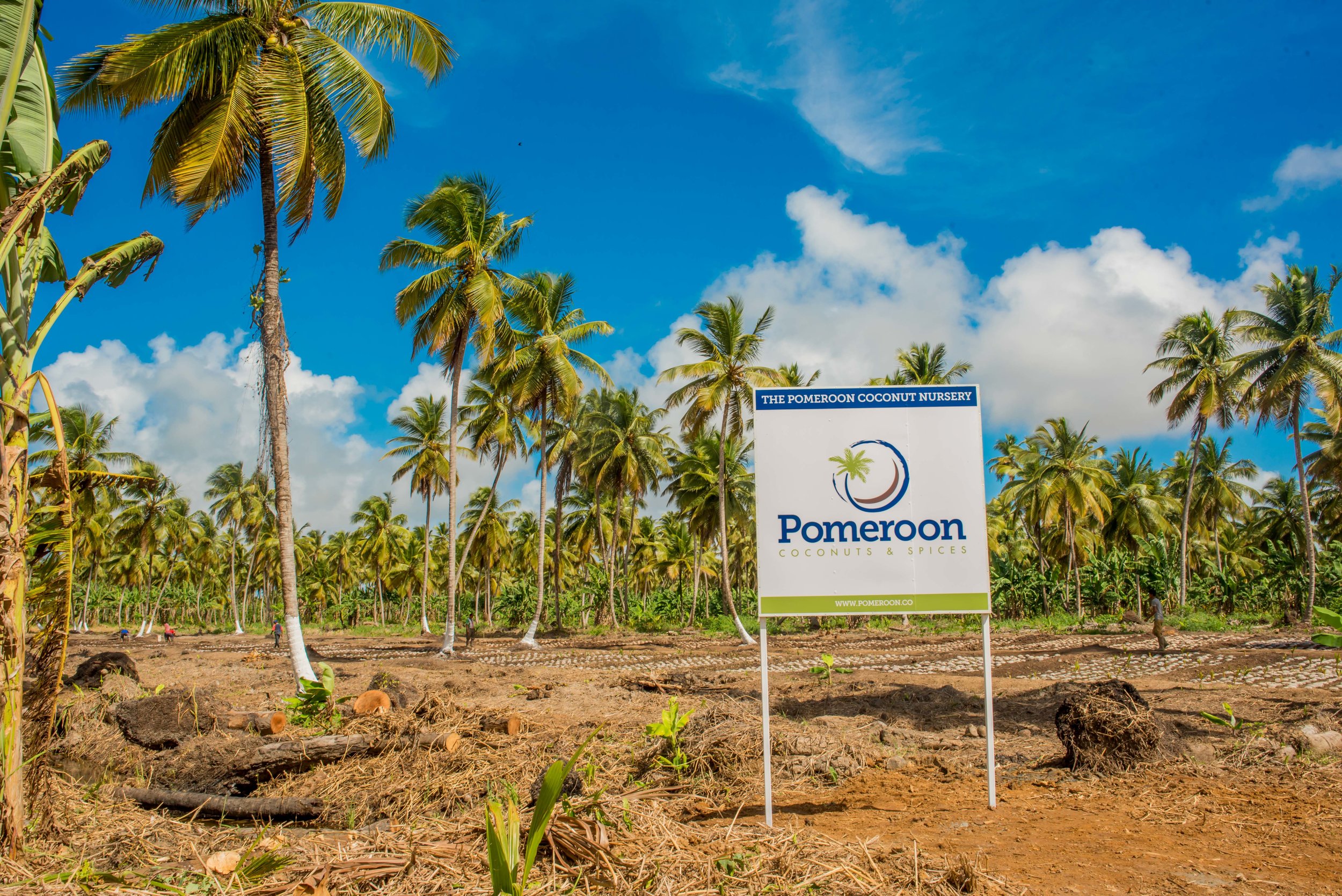 Coconut Nursery Pomeroon.jpg