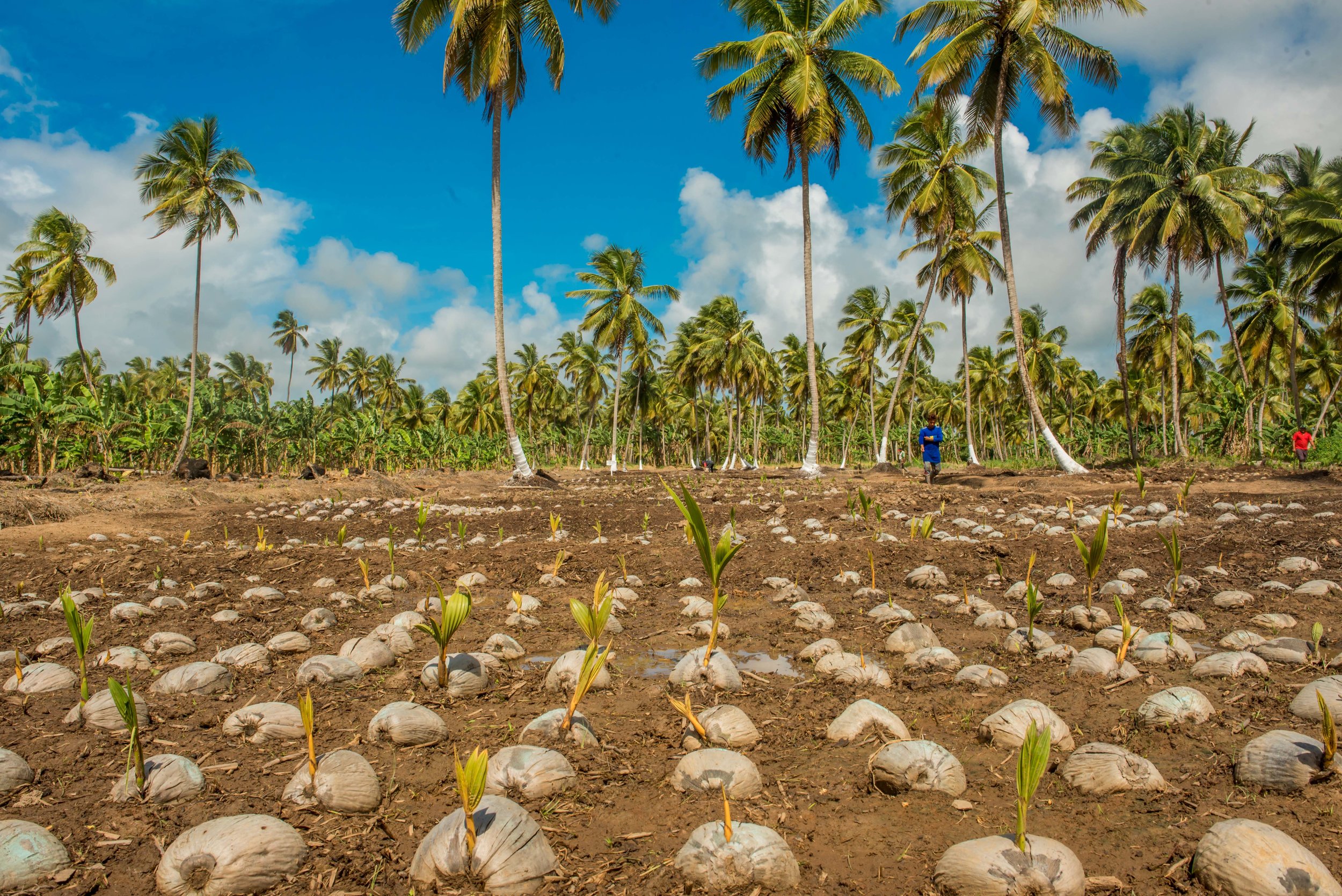Pomeroon Coconut Seedling Nursery Guyana.jpg