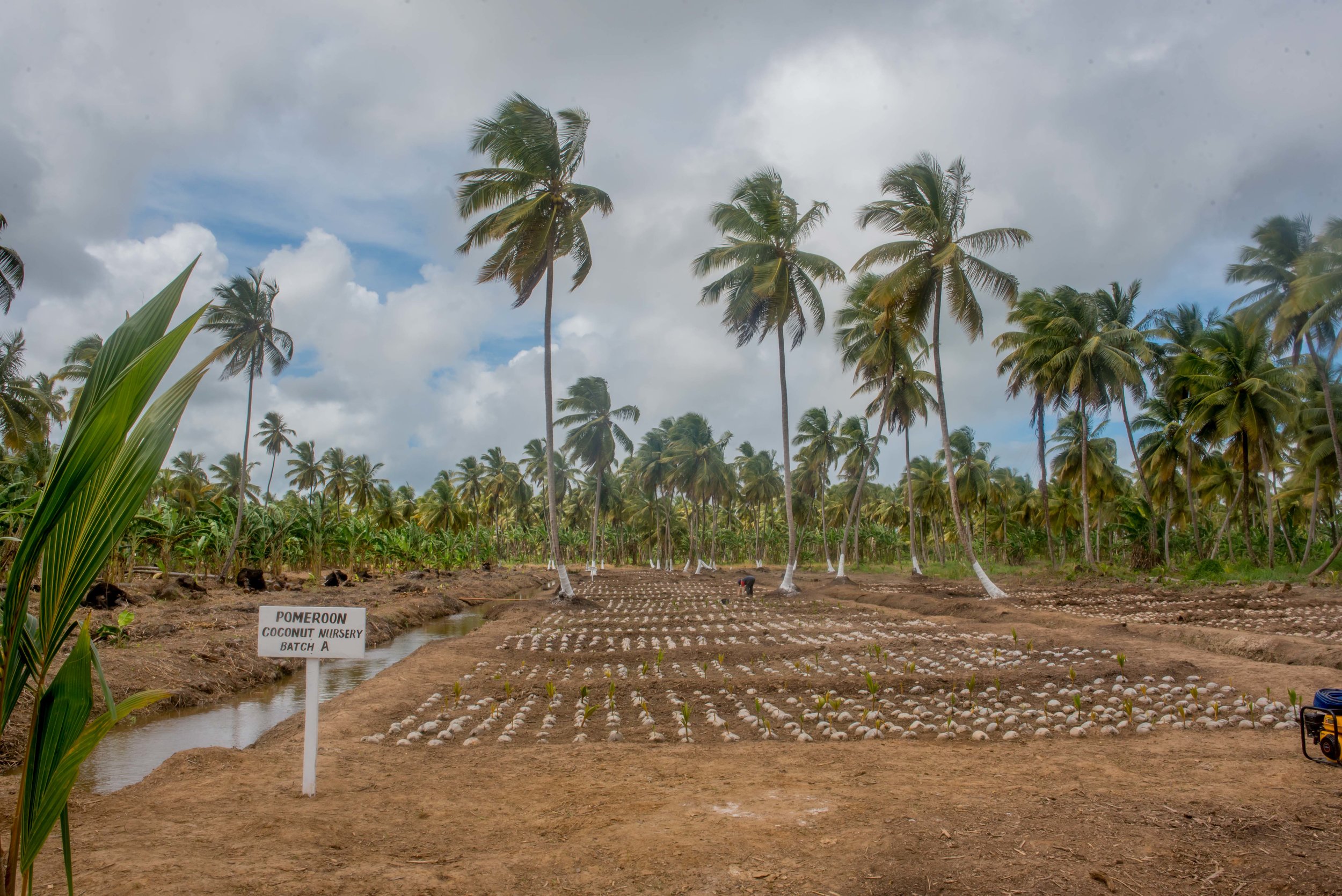 Our coconut seedling nursery transformed from this...