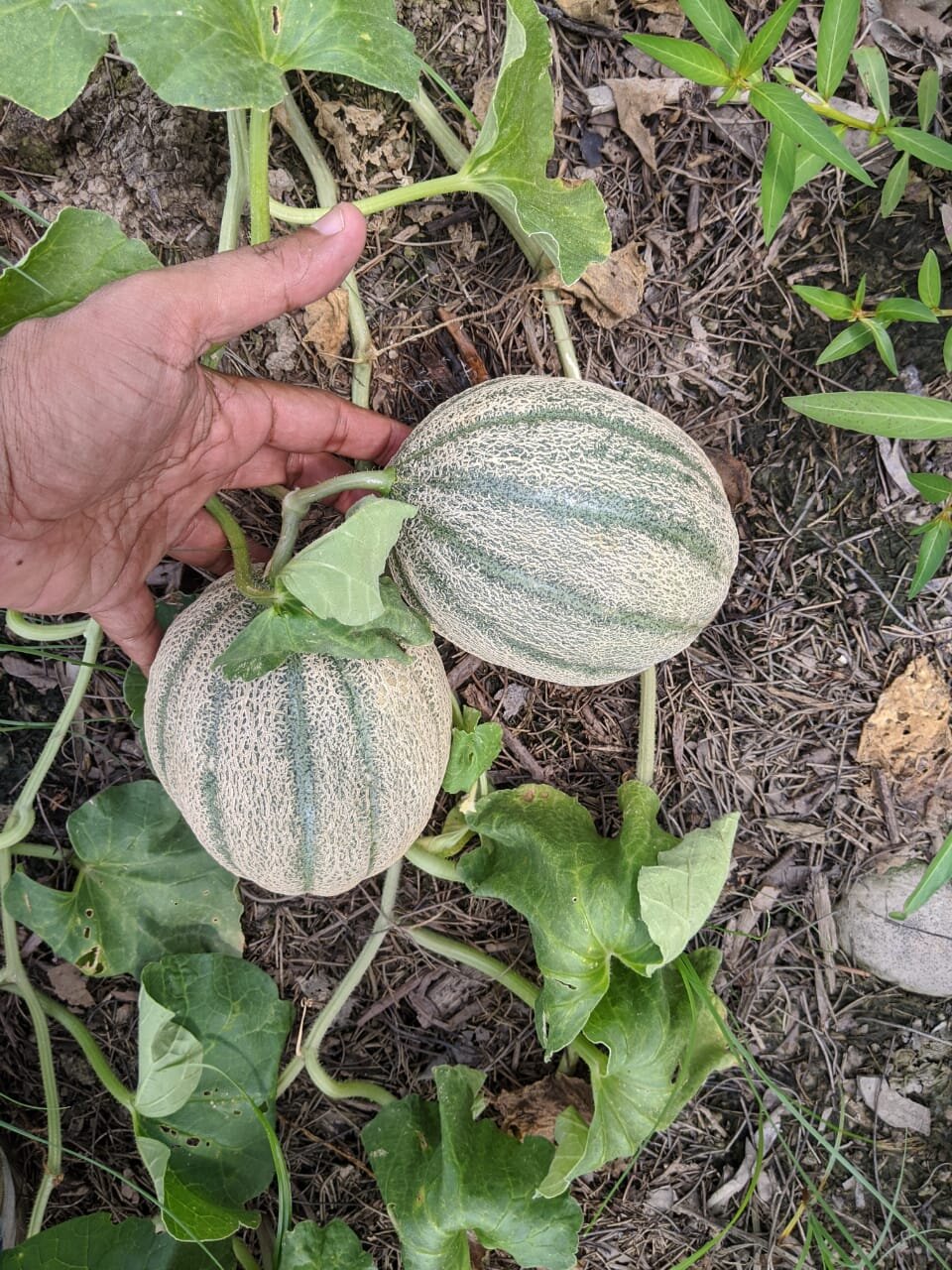 Melons.JPG