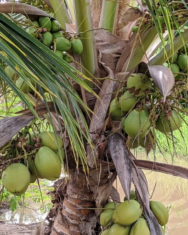 First Fruit From Young Tree