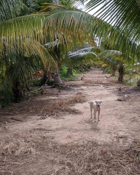 A Proud Farmdog