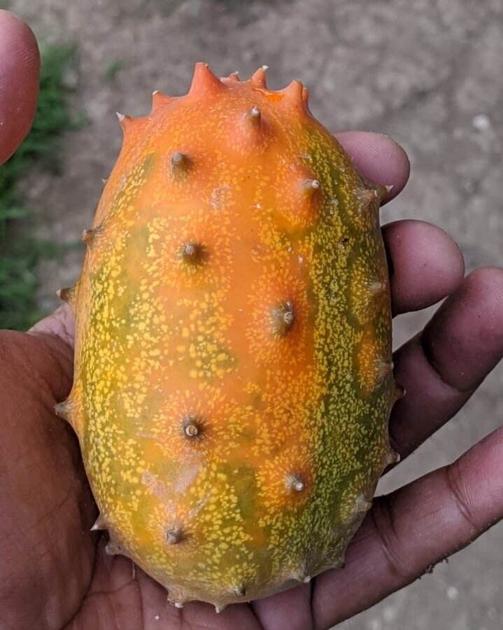 Guyana's First Horned Melon!