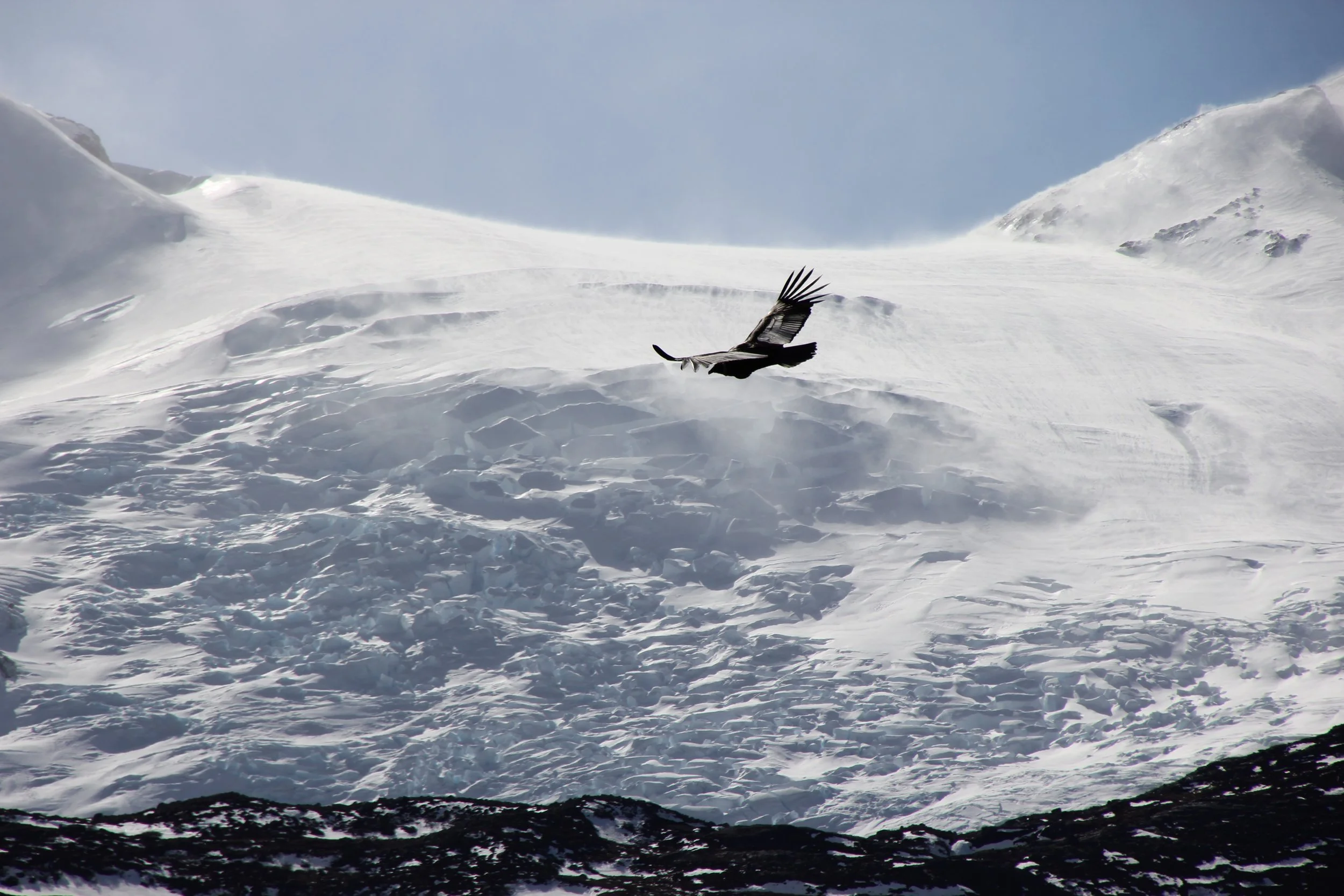 Condor