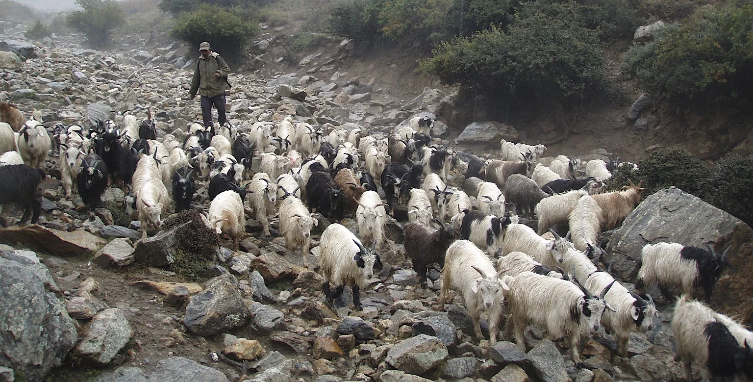 Goat herder