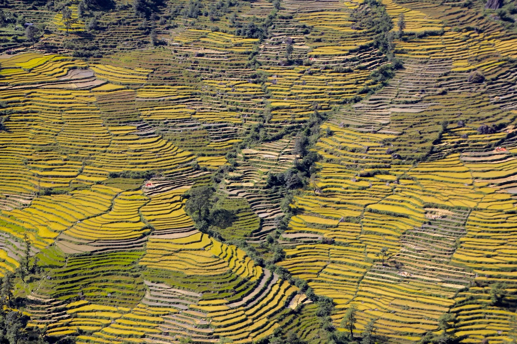 Rice fields down below.
