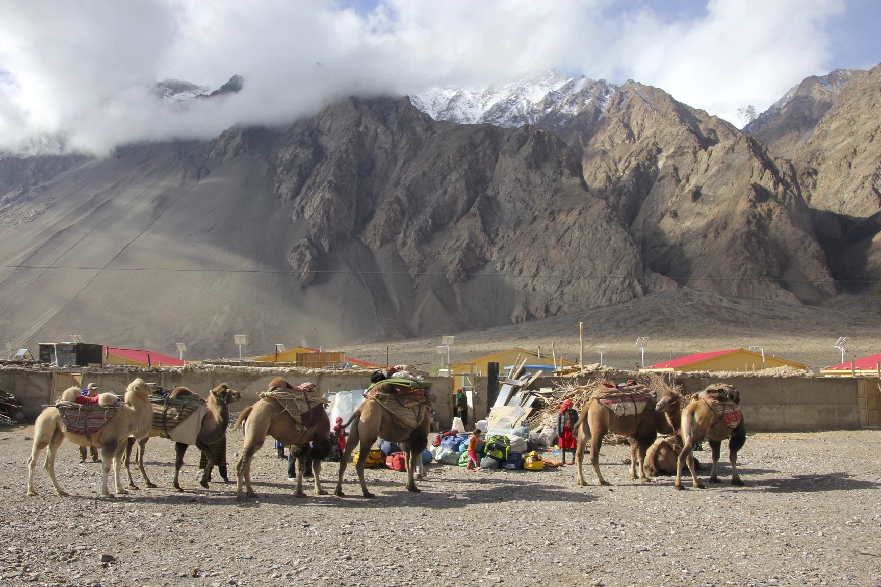 Ilk - the camels arrived
