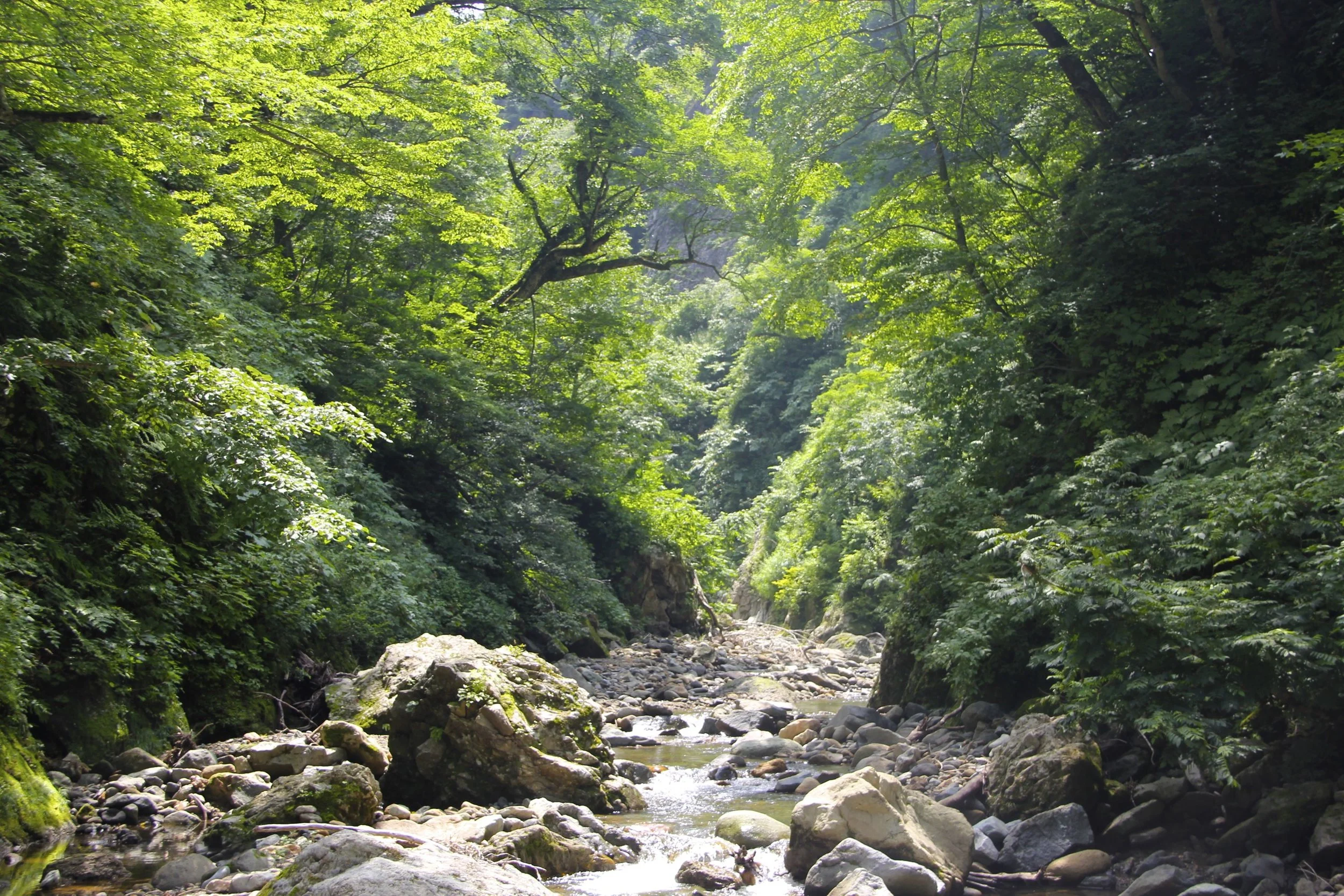 Shirakami Mountains, Japan