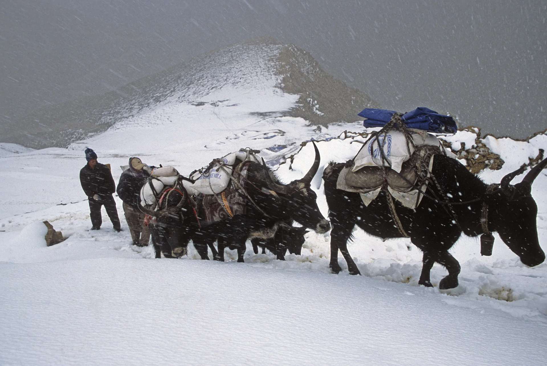 Nara La Pass 4,507m and the caravan of yaks returning from Tibet.