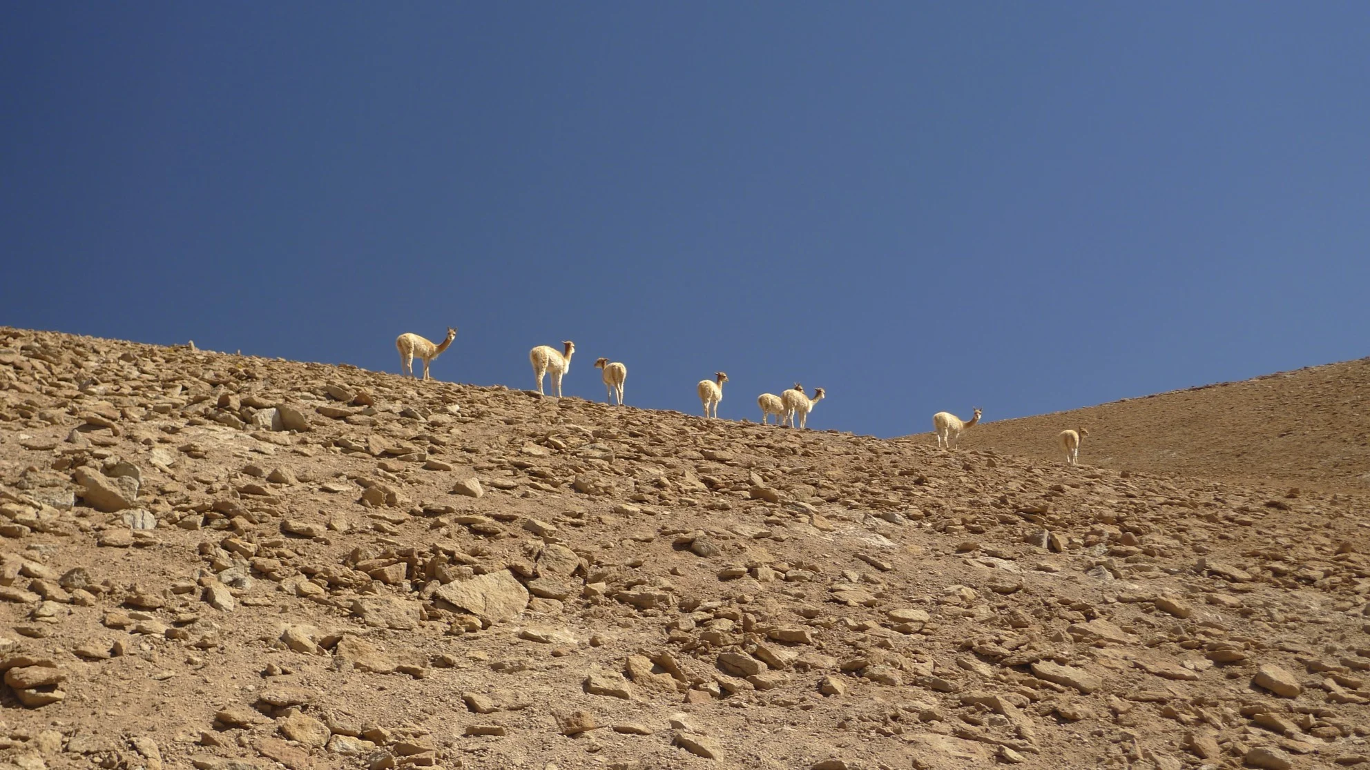 Vicunas