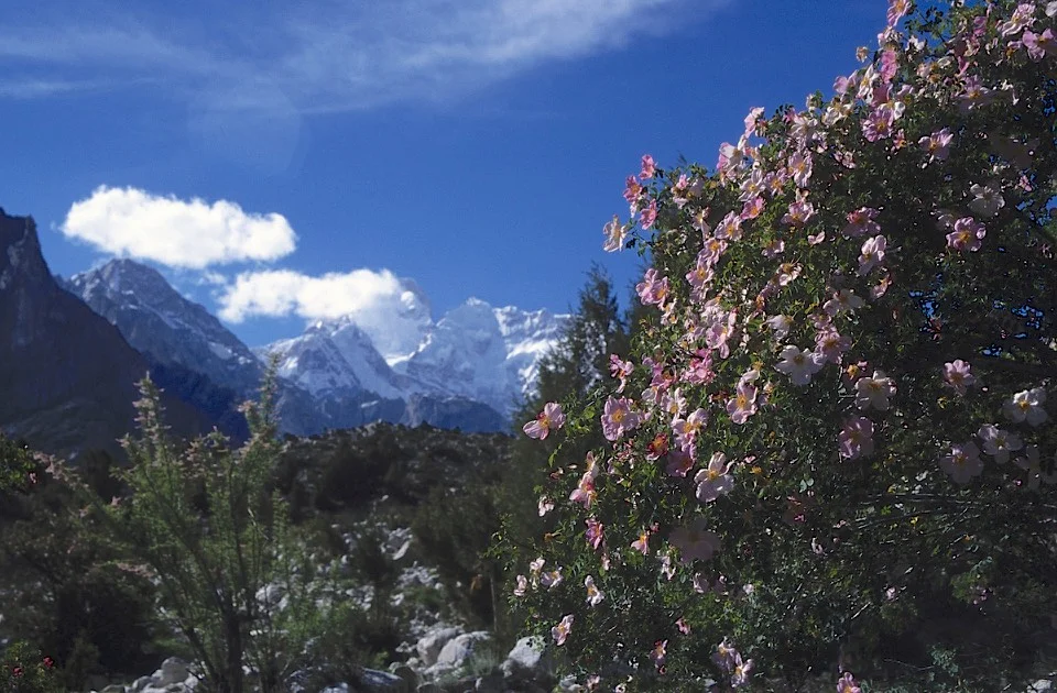 Looking towards Masherbrum from the trail between Ghondogoro High Camp and Daltsampa camp.