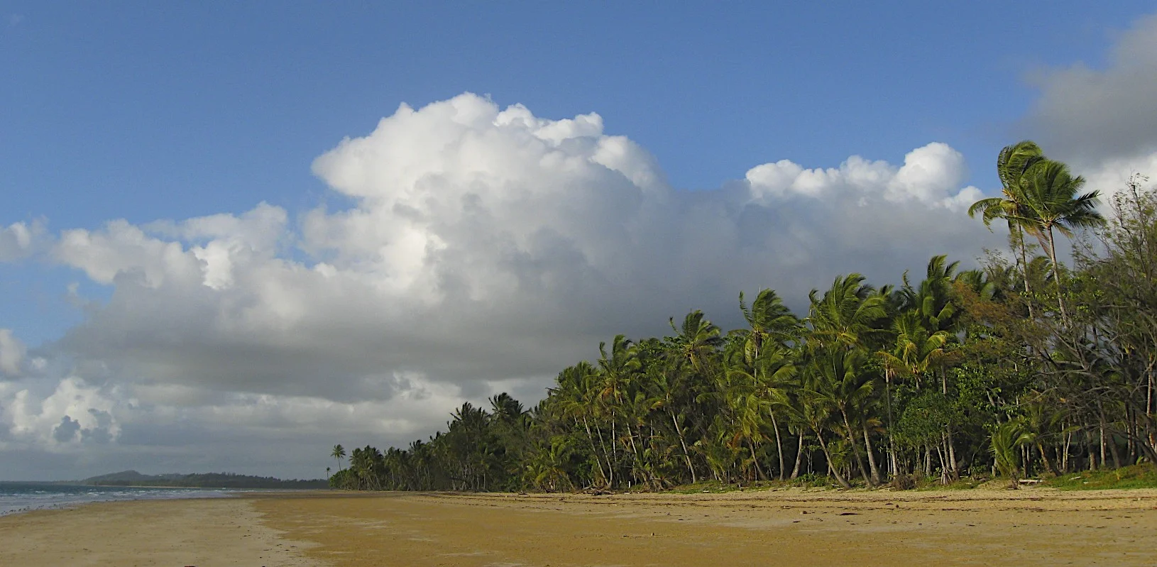 Daintree Forest north of Port Douglas