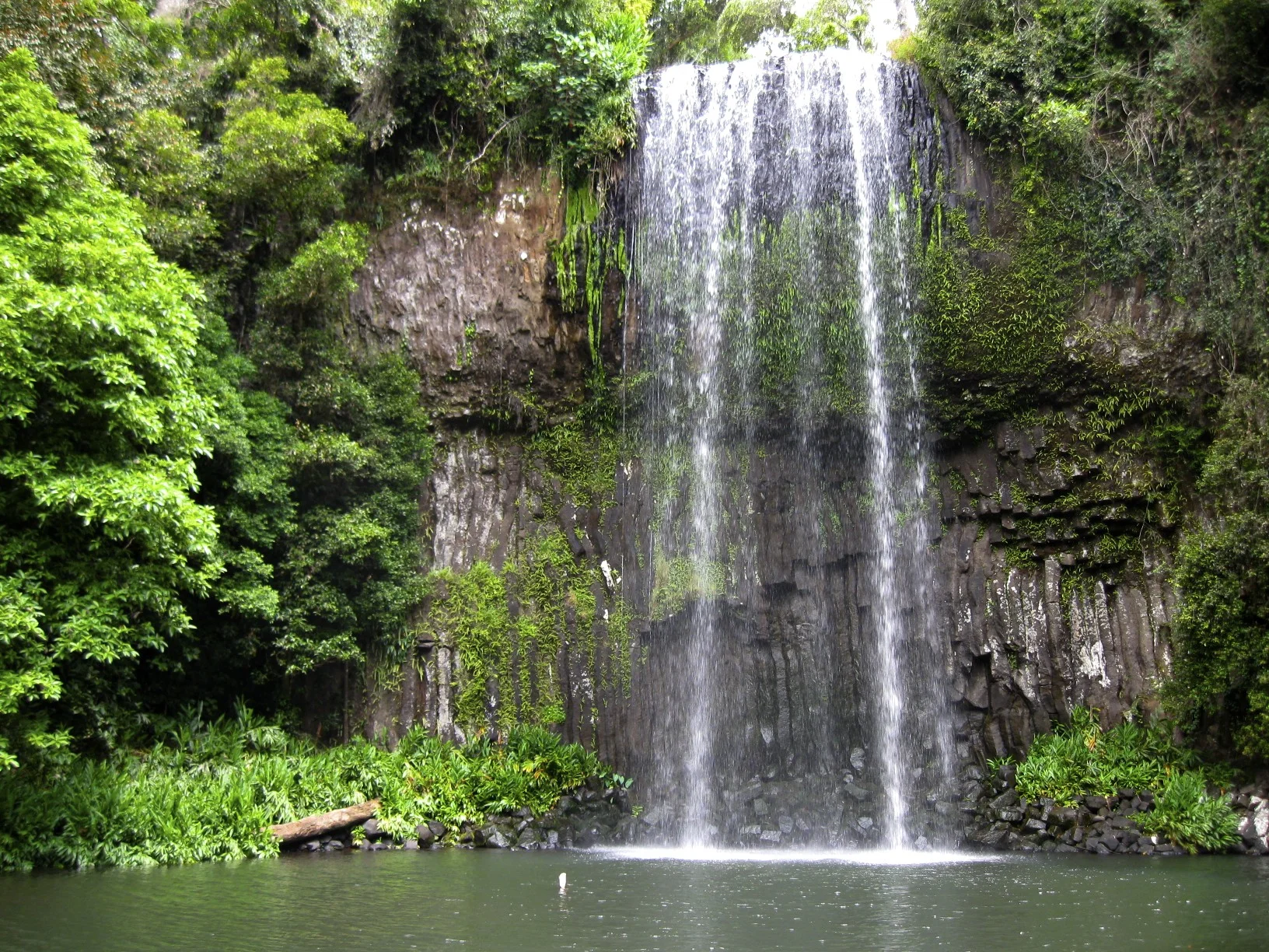 Near Cairns - Tropical rain forest