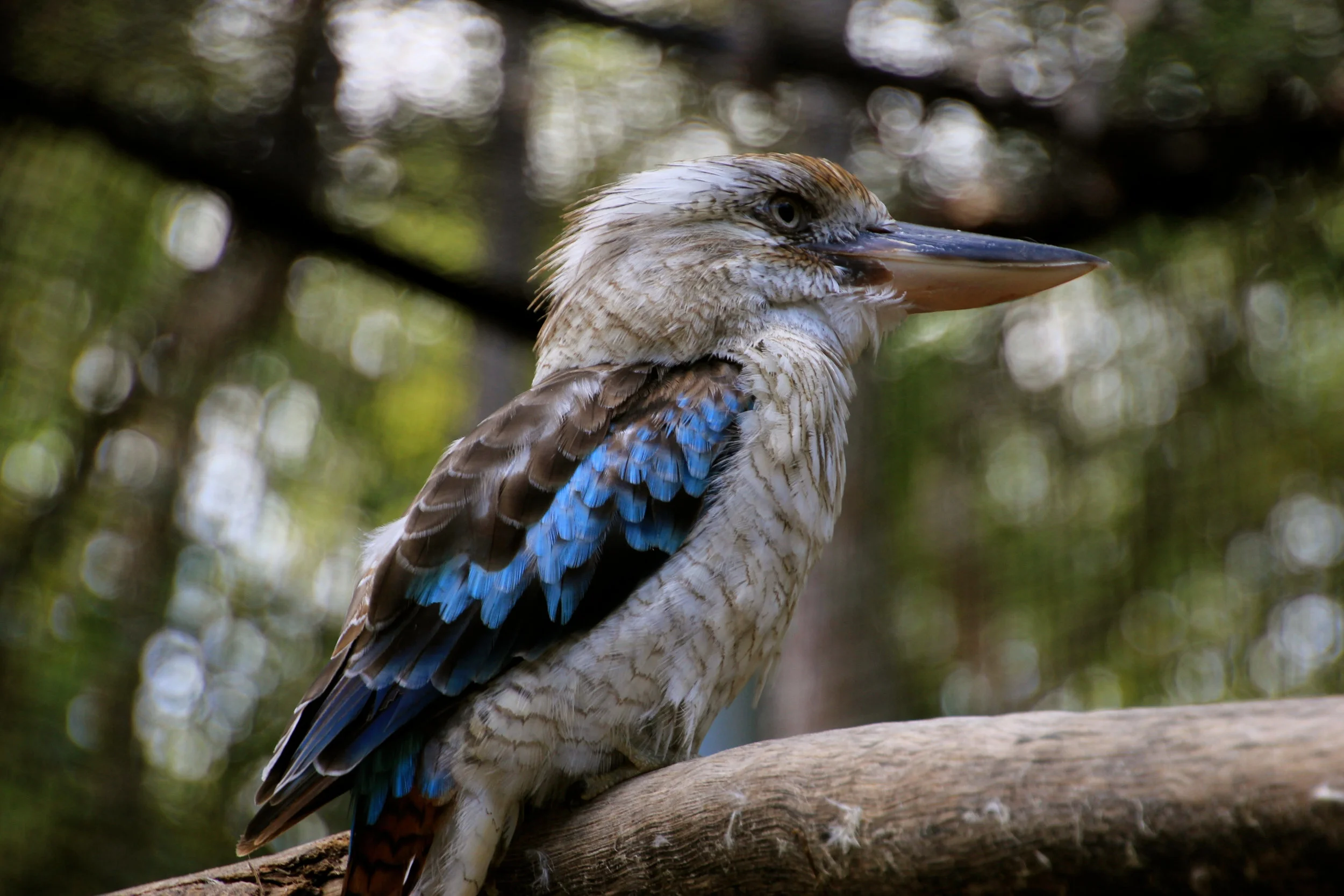 Kingfisher