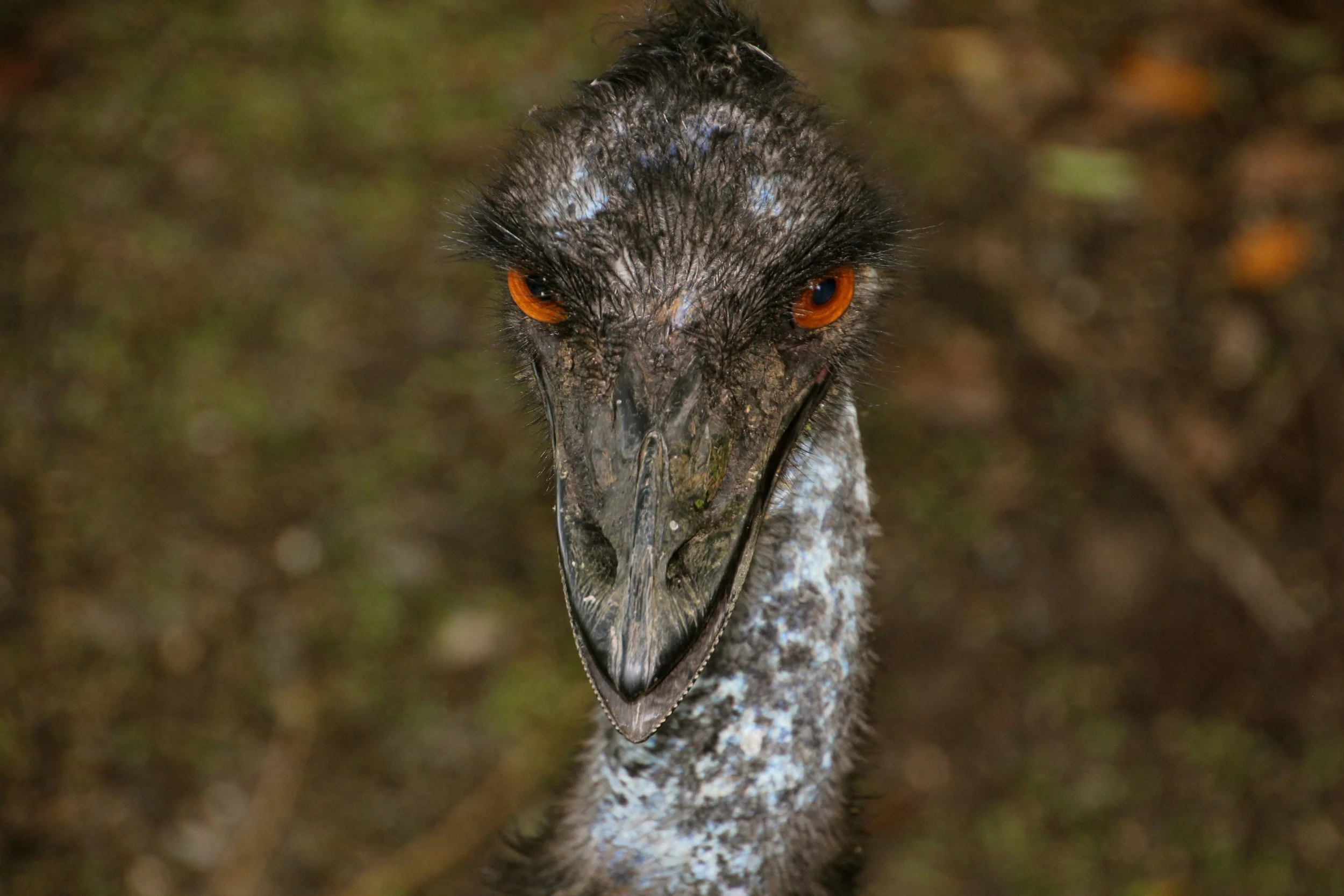 Australian Emu - a rather prehistoric looking bird