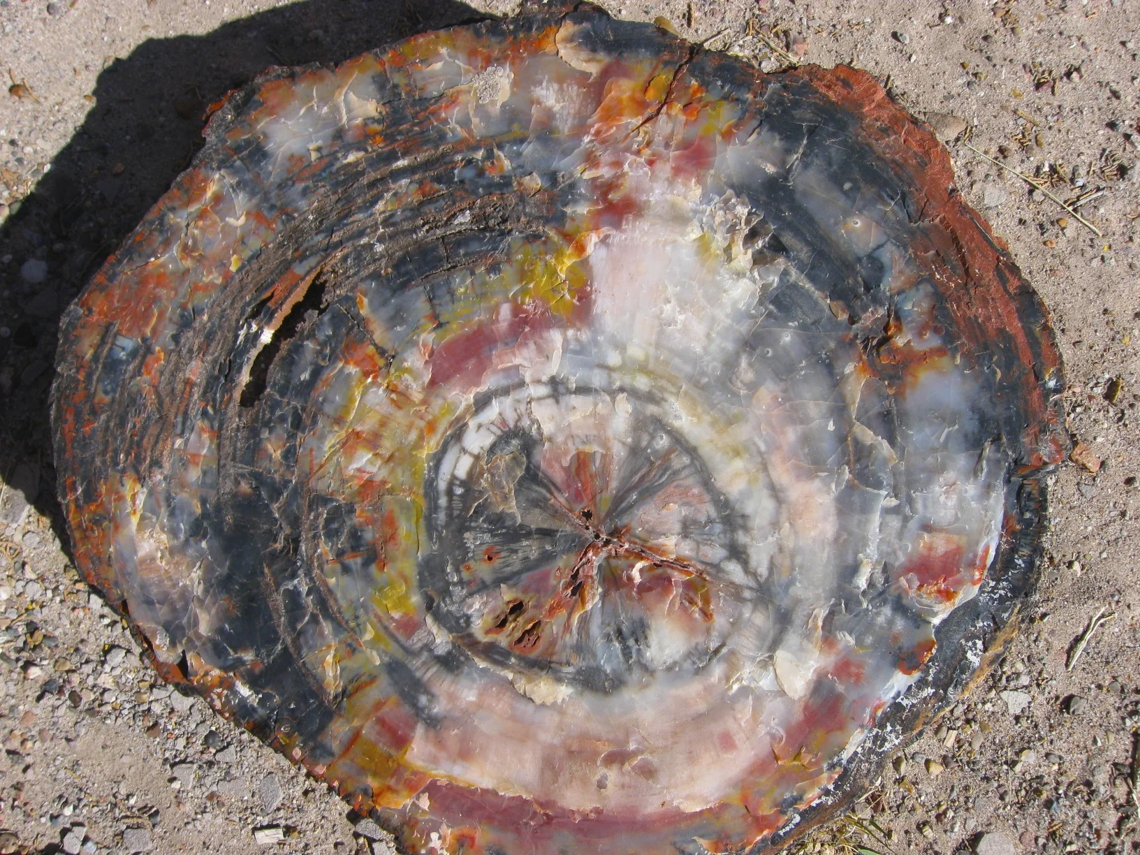 Cross section of a petrified tree