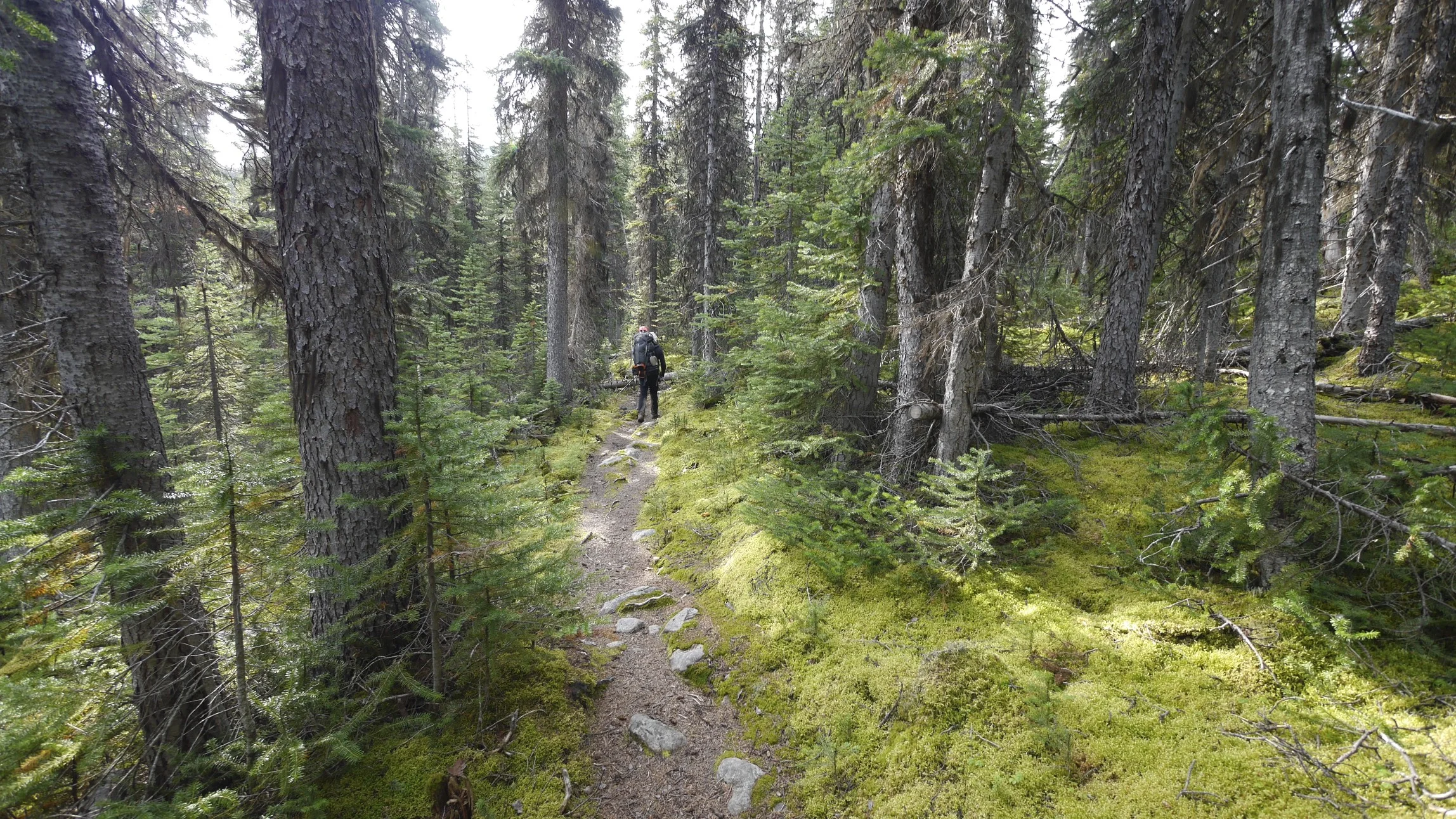 The trail in the Tonquin Valley