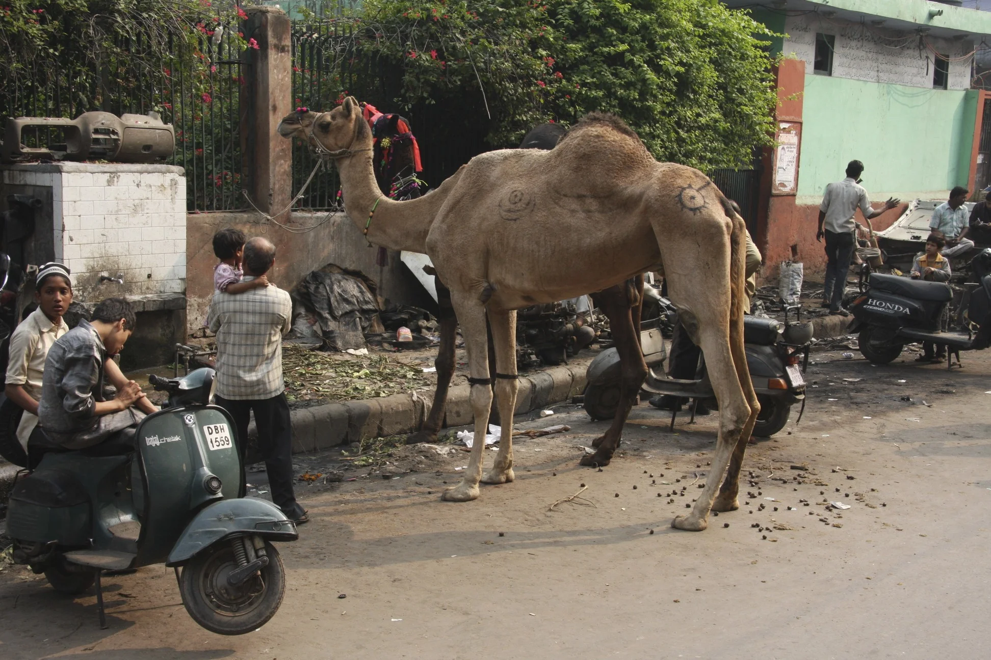 Camel parking in New Delhi
