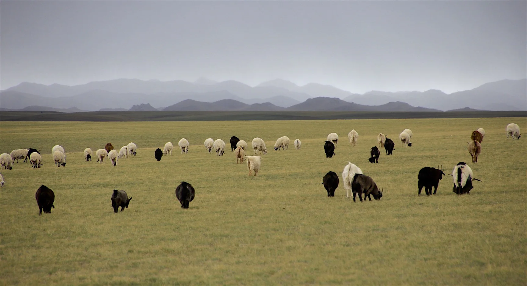 The Gobi