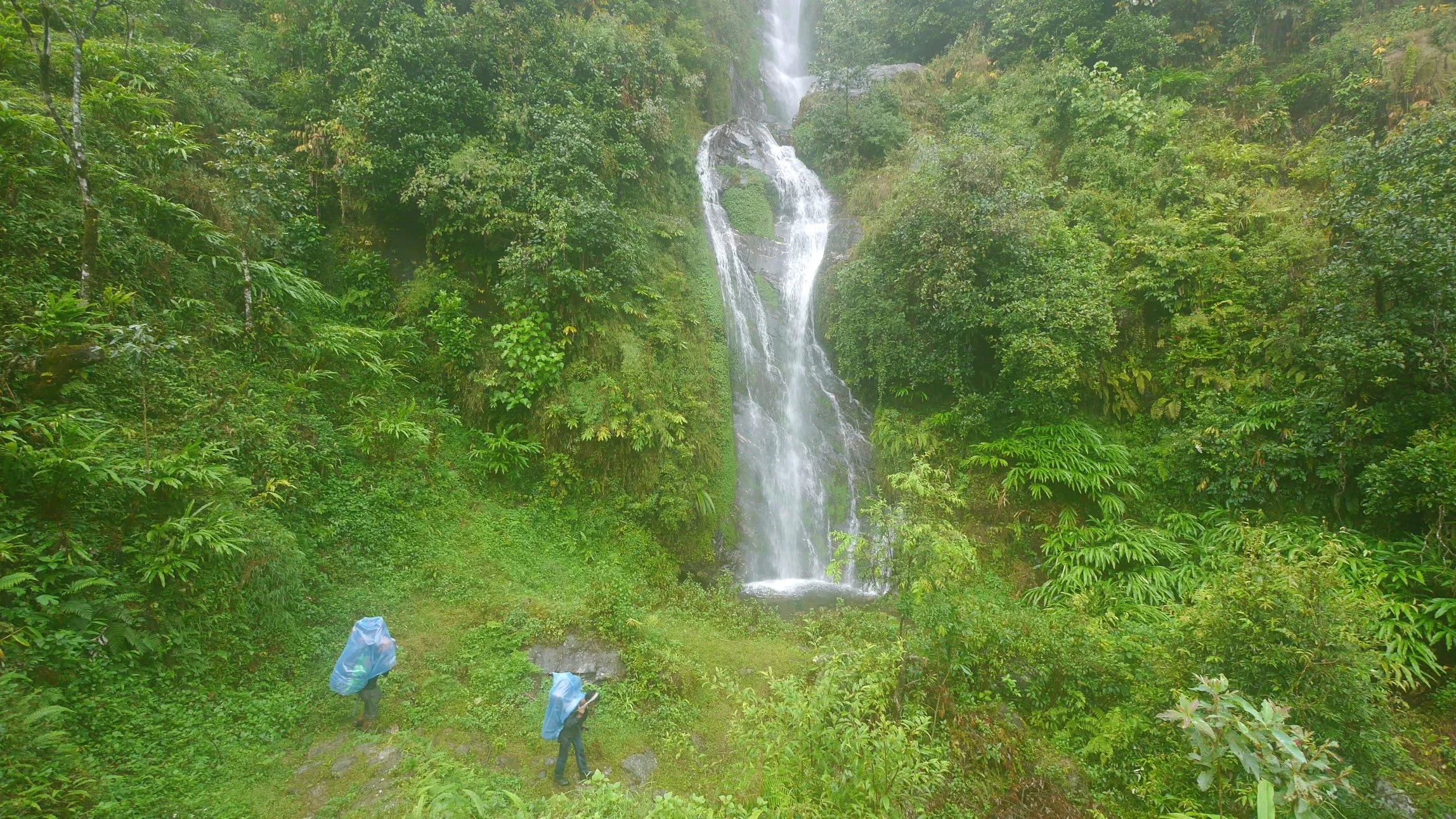 Misty and wet. Walking through the tropical forest.