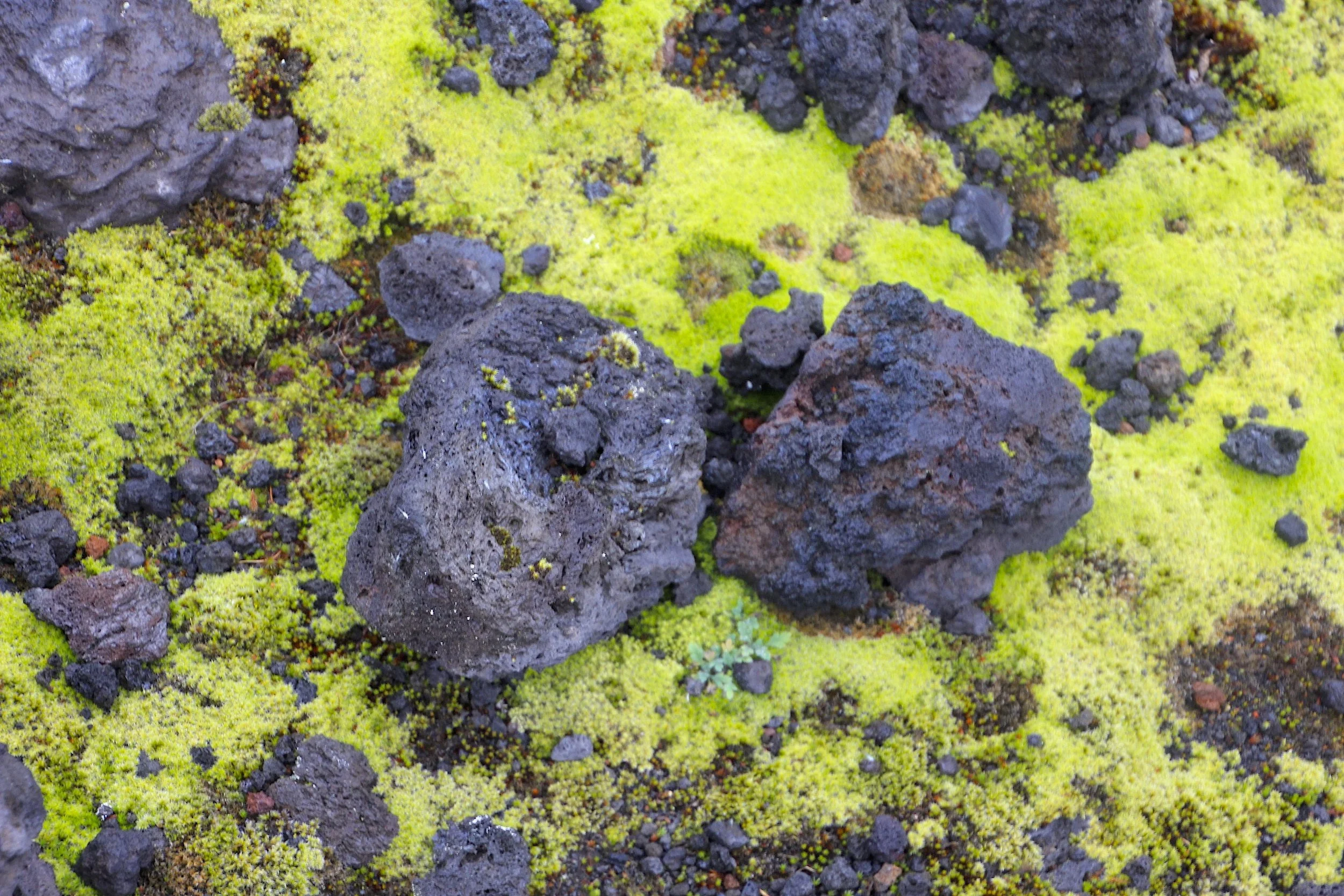 Lava rocks and moss.