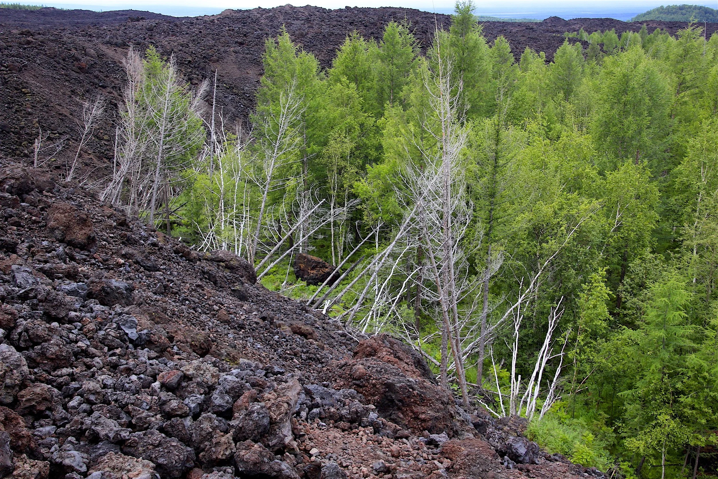 The lava mowing down the forest just “froze” in its tracks. The eruption happened during winter and because of this, the forest did not burn down.
