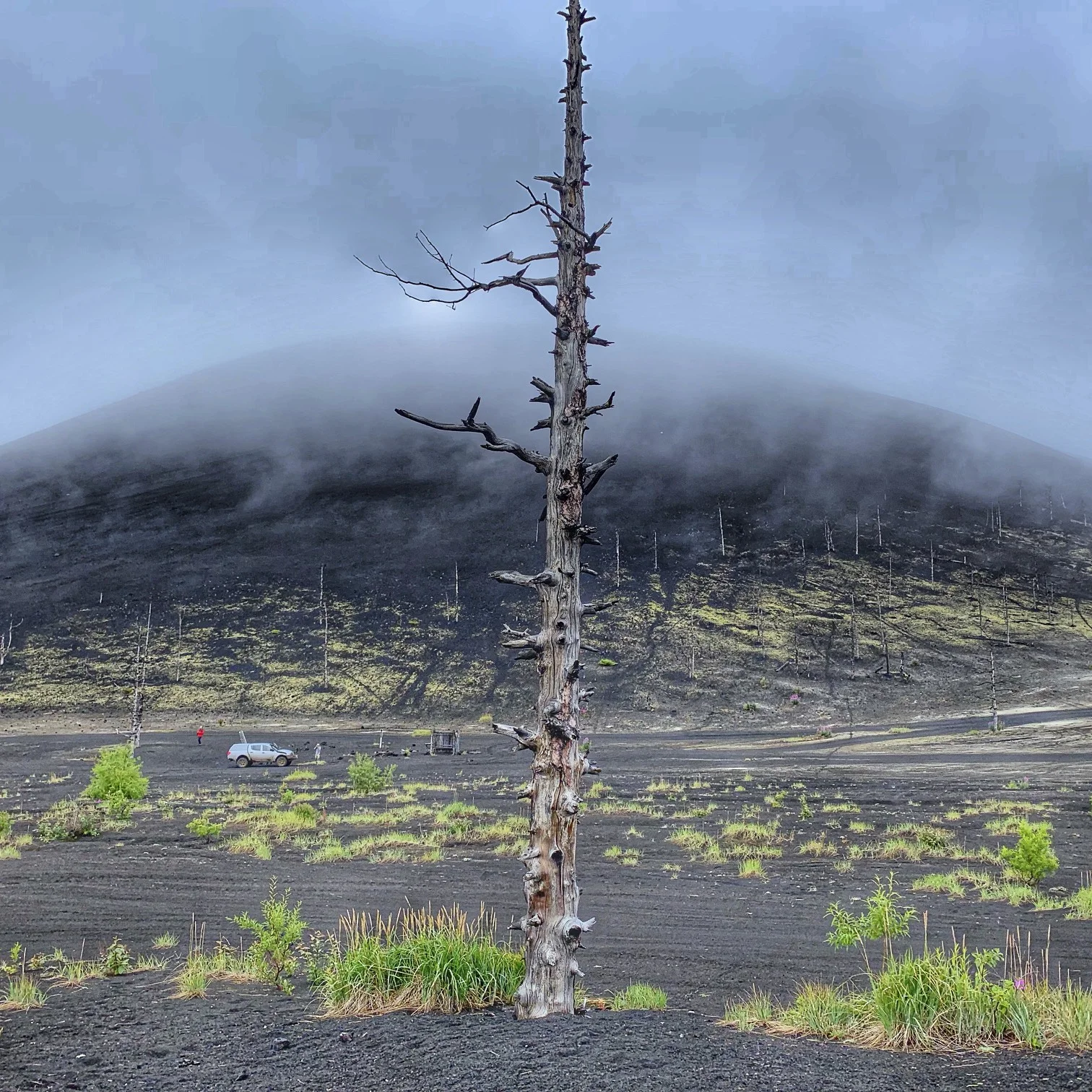 The Dead Forest